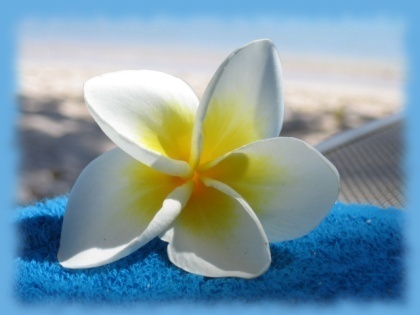 Mauritius Blume